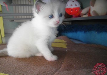 femelle blue bicolour  1 - réservée - Chatterie Ragdolls du Val de Beauvoir